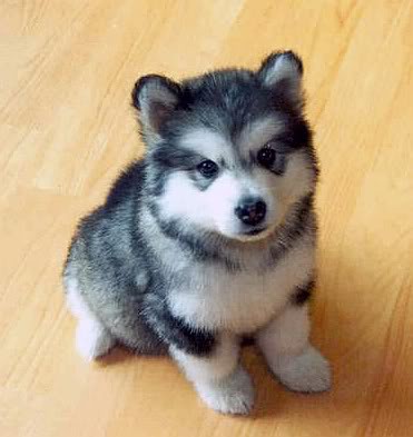 Picture of baby husky sitting down.